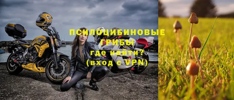 Псилоцибиновые грибы Psilocybe  Заволжск 